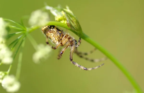 Spin in het gras — Stockfoto