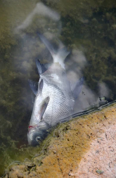 연못에서 죽은 물고기 — 스톡 사진