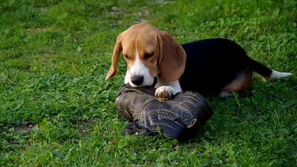 Dog Beagle Playing Shoe Green Grass — Stock Video
