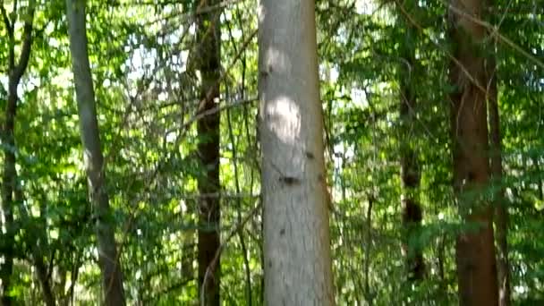 Abeto Aserrado Bosque Con Cadena — Vídeo de stock