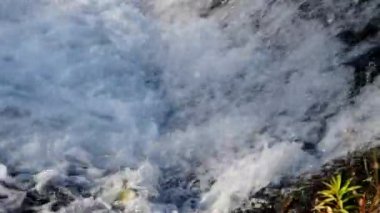 Şelaleye atlayan balıklar yumurtlamak için akıntıya karşı yüzerler.