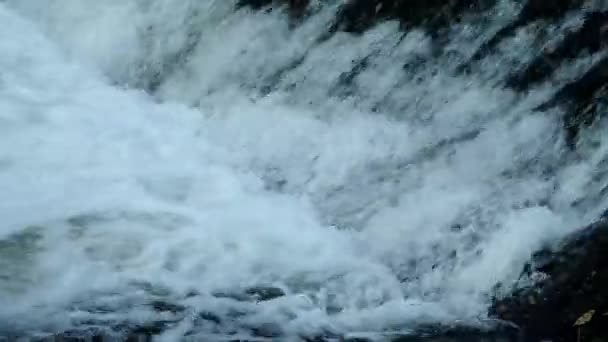 Peces Saltando Cascada Yendo Río Arriba Para Desove — Vídeos de Stock