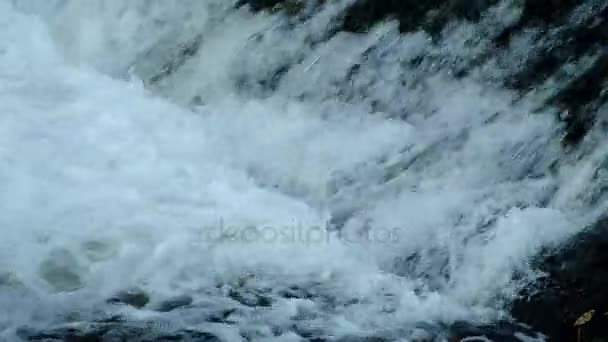 Рыба Прыгает Вверх Водопад Идет Вверх Течению Нереста — стоковое видео