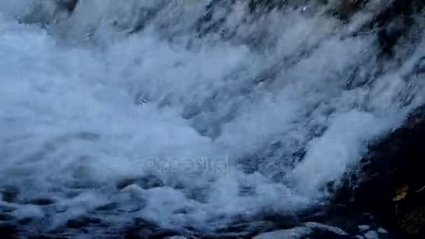 Peces Saltando Cascada Yendo Río Arriba Para Desove — Vídeo de stock