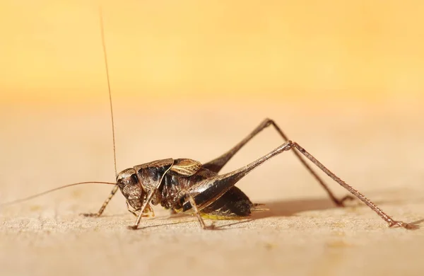 Erwachsene männliche dunkle Buschgrille — Stockfoto