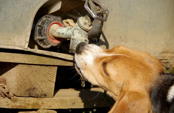 Dog beagle drinks water — Stock Photo, Image