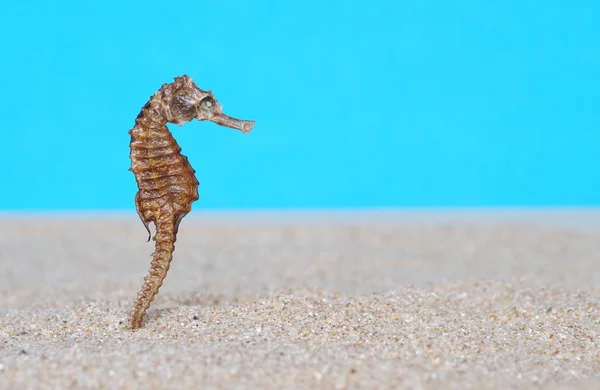 Seahorse in sand — Stock Photo, Image