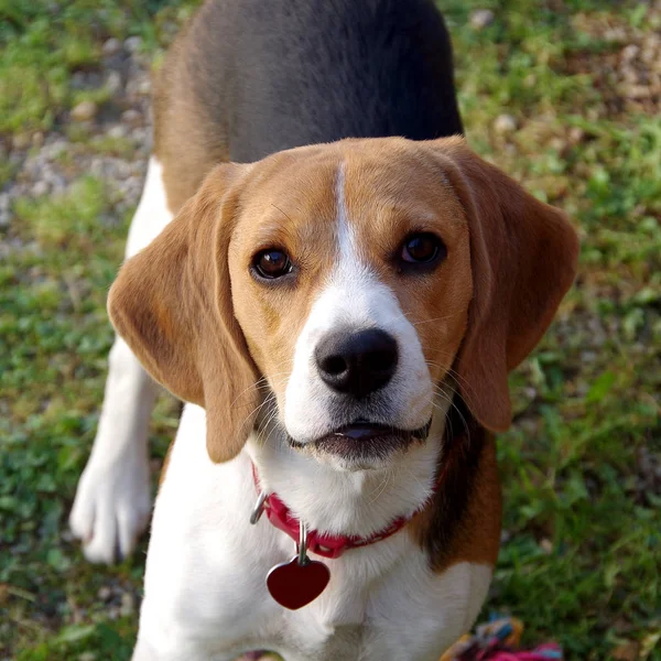 Dog beagle looking at camera — Stock Photo, Image