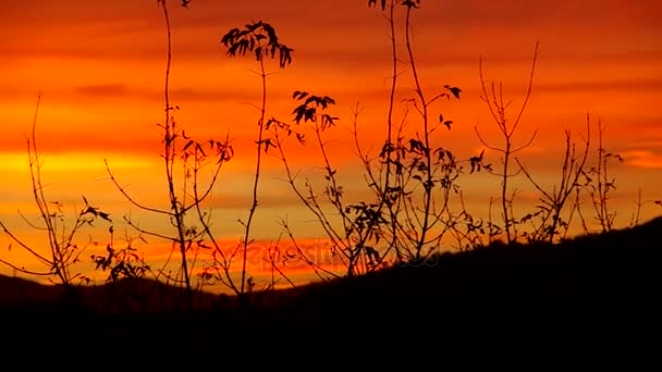 Beautiful Sunset Sky Clouds Evening Move — Stock Video