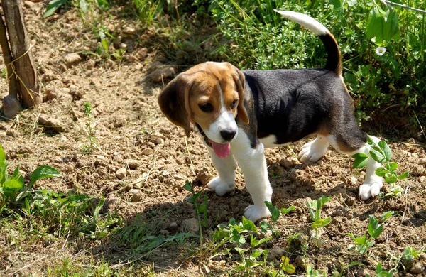 Little dog beagle in the garden — Stock Photo, Image