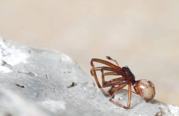 Spinne auf Stein — Stockfoto