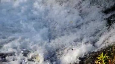 Şelaleye atlayan balıklar yumurtlamak için akıntıya karşı yüzerler.