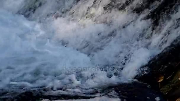 Poissons sautant dans la cascade et allant en amont pour le frai