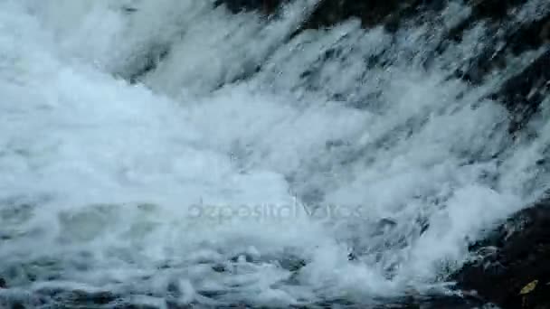 Fish Jumping Waterfall Going Upstream Spawning — Stock Video