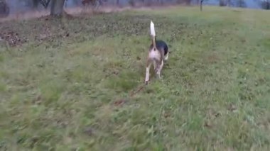Köpek beagle bahçede sonbaharda çalıştırmak