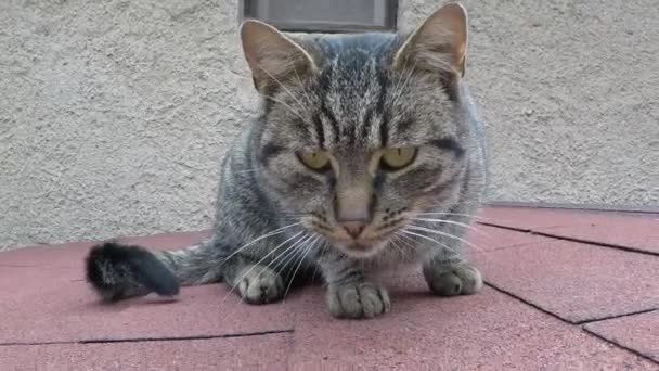 Kedi Kameraya Çatıda Görünüyor — Stok video