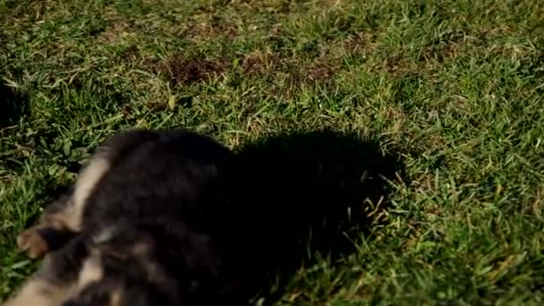 Drei Kleine Schäferhundewelpen Schlafen Auf Grünem Gras — Stockvideo