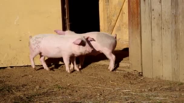 Two Piglets Yard Have Paddock — Stock Video