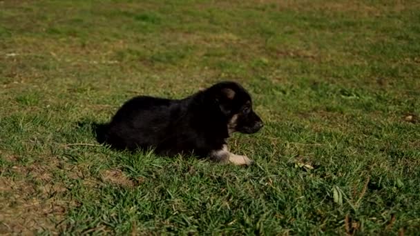 緑の芝生の上でドイツの羊飼いの犬のリラックスの小さな子犬 — ストック動画