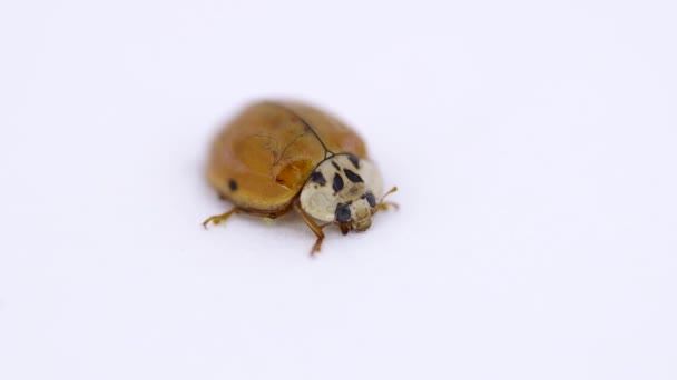 Orange Ladybug White Background — Stock Video