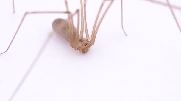 Spinne Mit Langen Beinen Auf Weißem Hintergrund — Stockvideo