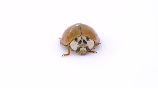 Orange Ladybug White Background — Stock Video