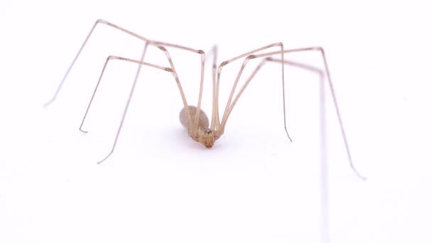 Spinne Mit Langen Beinen Auf Weißem Hintergrund — Stockvideo