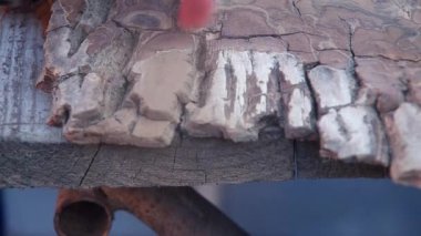 Matkapla ceviz ağacının kabuğu işleniyor.