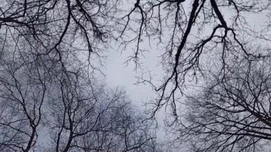 Ağaçların arasından yapraksız gökyüzü manzarası