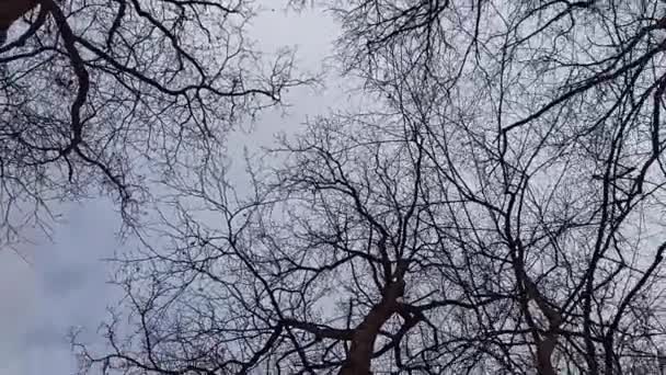 Μια Θέα Του Ουρανού Μέσα Από Δέντρα Χωρίς Φύλλα — Αρχείο Βίντεο