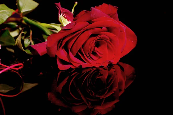 黑色背景上的红玫瑰 有倒影 — 图库照片