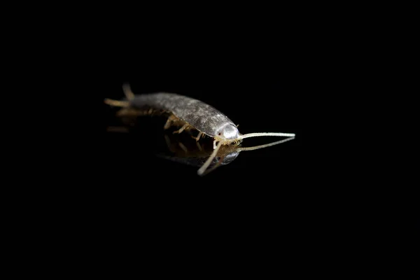 Серебряная Рыба Черном Фоне Отражением — стоковое фото