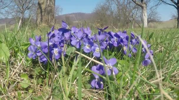 Violets Flower Spring Green Grass — Stock Video