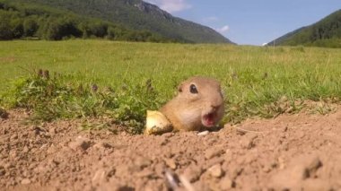 Bir yer sincabı tarlada ayçiçeğiyle beslenir..