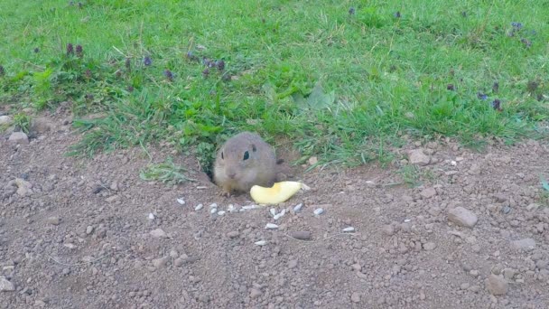 Een Gemalen Eekhoorn Voedt Zich Met Een Zonnebloem Een Veld — Stockvideo