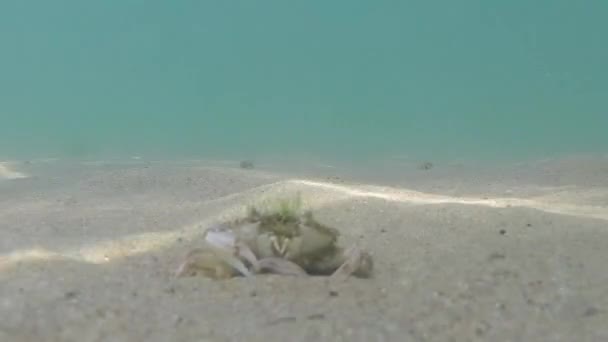 Een Zeekrab Zwarte Zee Opent Een Schelp — Stockvideo