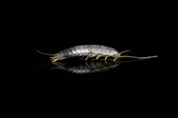 Silberfisch Auf Schwarzem Hintergrund Mit Spiegelung — Stockfoto