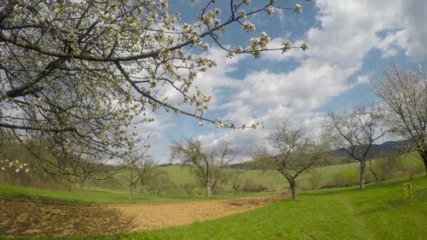 Cerisier Fleurs Dans Jardin Ciel Bleu — Video