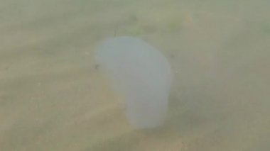 Karadeniz 'de yüzen denizanaları