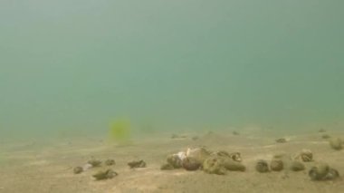 Karadeniz 'de bir yengeç bir kabuk açar.