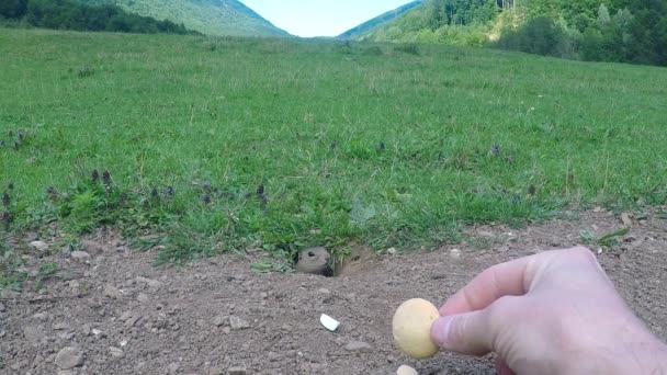 ひまわりが畑のひまわりに餌をやる — ストック動画