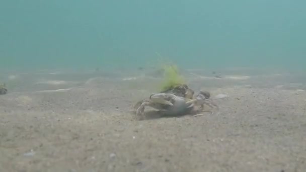 Crabe Mer Dans Mer Noire Ouvre Une Coquille — Video