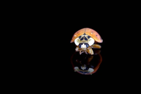 Ladybug Een Zwarte Achtergrond Met Reflectie — Stockfoto