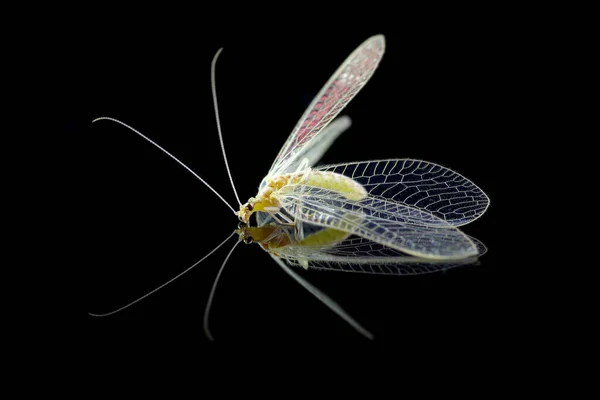 Vliegende Insecten Zwarte Achtergrond Met Reflectie — Stockfoto