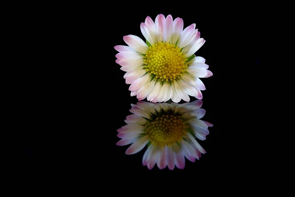 Margarida Fundo Preto Com Reflexão — Fotografia de Stock