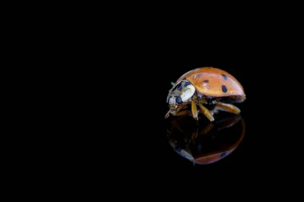 Ladybug Black Background Reflection — Stock Photo, Image