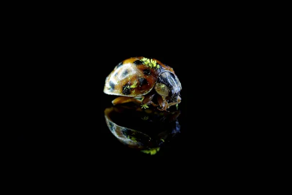 Ugly Ladybug Black Background Reflection — Stock Photo, Image