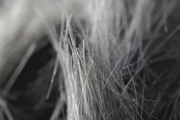 Деталь Чоловічого Волосся Обрізаного Стокове Зображення