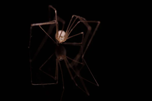 反射して黒の背景にクモ — ストック写真