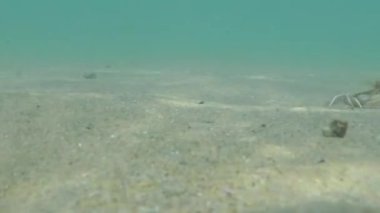 Karadeniz 'de kumdaki yengecin görüntüsü